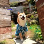 Pet Dog Clothes Japanese HAILANG And Pack - Image 7
