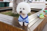 Dog clothes spring and summer clothes cartoon print T-shirt Teddy Bichon pet costume wholesale pet Halloween clothes - Image 6
