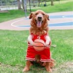 Pet Costumes Dog Basketball Player Costume Halloween Costumes For Dogs Funny Dress Up Sports Outfit Cosplay Clothes For Small Dog Costume - Image 5