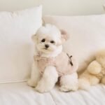 Dog Cat Warm Coat Pet Costume Pet Clothes - Image 6