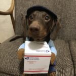 Dog Express Pet Costume Small Dog Halloween Clothing - Image 3