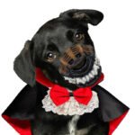 Halloween Pet Clothes Cat Puppy Costume TeddyFrench - Image 5