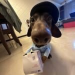 Dog Express Pet Costume Small Dog Halloween Clothing - Image 4