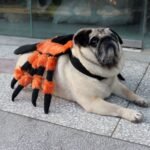 Pet Clothes Halloween Spider Pet Costume - Image 3