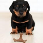 Pet Teething Stick Puppy Teething Toy Puppy Puzzle Toys Chew Toys For Dogs Cat Teasing Toy Dog Teething Chew Toy Puppy Dental Care Puppy Toy Dog Molar Toy Nylon Missing Food Snack - Image 5