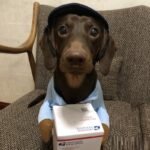 Dog Express Pet Costume Small Dog Halloween Clothing - Image 2