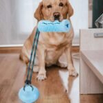Dog Chew Ball Toys For Aggressive Chewers Interactive Dog Puzzle Toy Food Dispenser Suction Cup Dog Tug Toy For Dogs Teeth Clean - Image 7