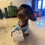 Dog Express Pet Costume Small Dog Halloween Clothing - Image 5