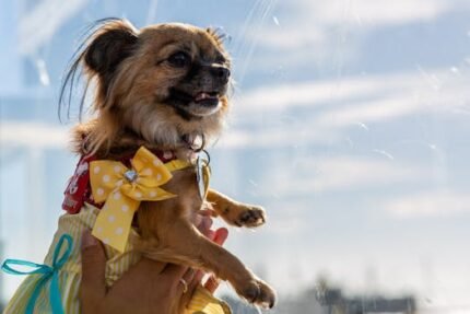 Cute Chihuahua puppy in a yellow polka dot dress being held outdoors under clear skies.